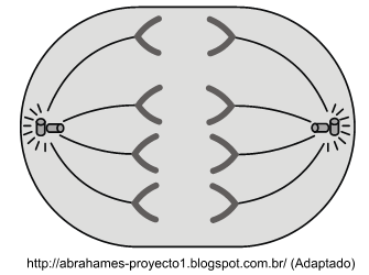 8. (Fgv 2013) Observe a figura que ilustra uma célula em determinada etapa de um processo de divisão celular.