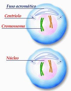 Profase II Os cromossomas, formados por 2 cromatídeos tornam-se curtos