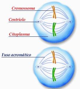 Metafase II Os cromossomas dispõem-se na placa