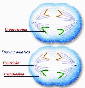 Anafase II Os centrómeros fragmentam-se Cada cromatídeo passa a