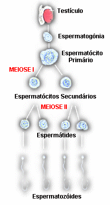 Processo de divisão celular MEIOSE PROCESSO DE REDUÇÃO do número de cromossomas durante a gametogénese (diplóide 2n haplóide n) A meiose ocorre apenas nas células das linhagens