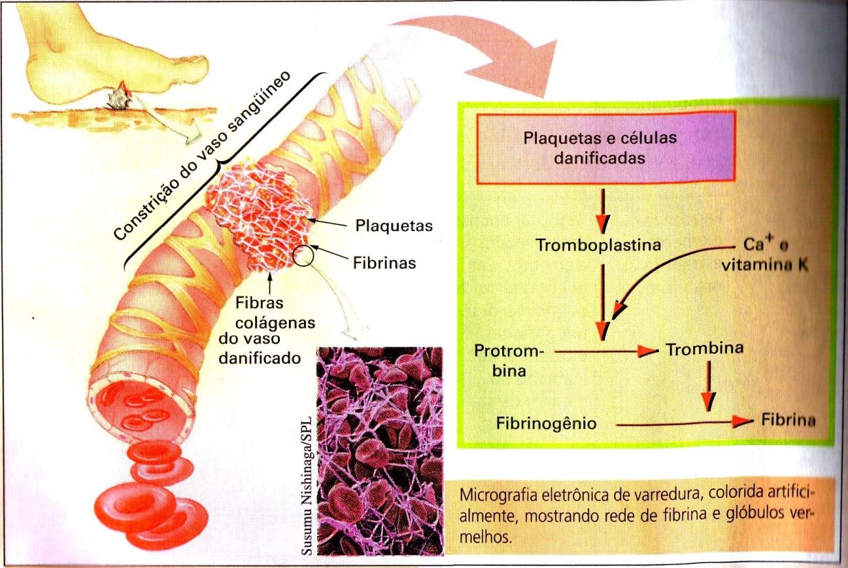 Fases Vascular Vasoconstrição Plaquetária Agregação de plaquetas Plasmática Formação do coágulo Formação do coágulo sanguíneo