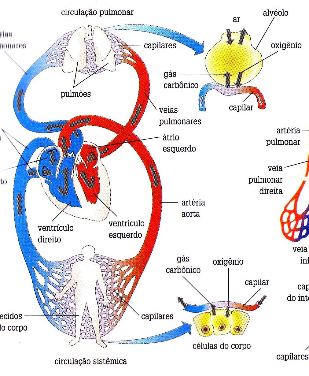 Circulação pulmonar Pulmões Ventrículo direito Ventrículo esquerdo Circulação