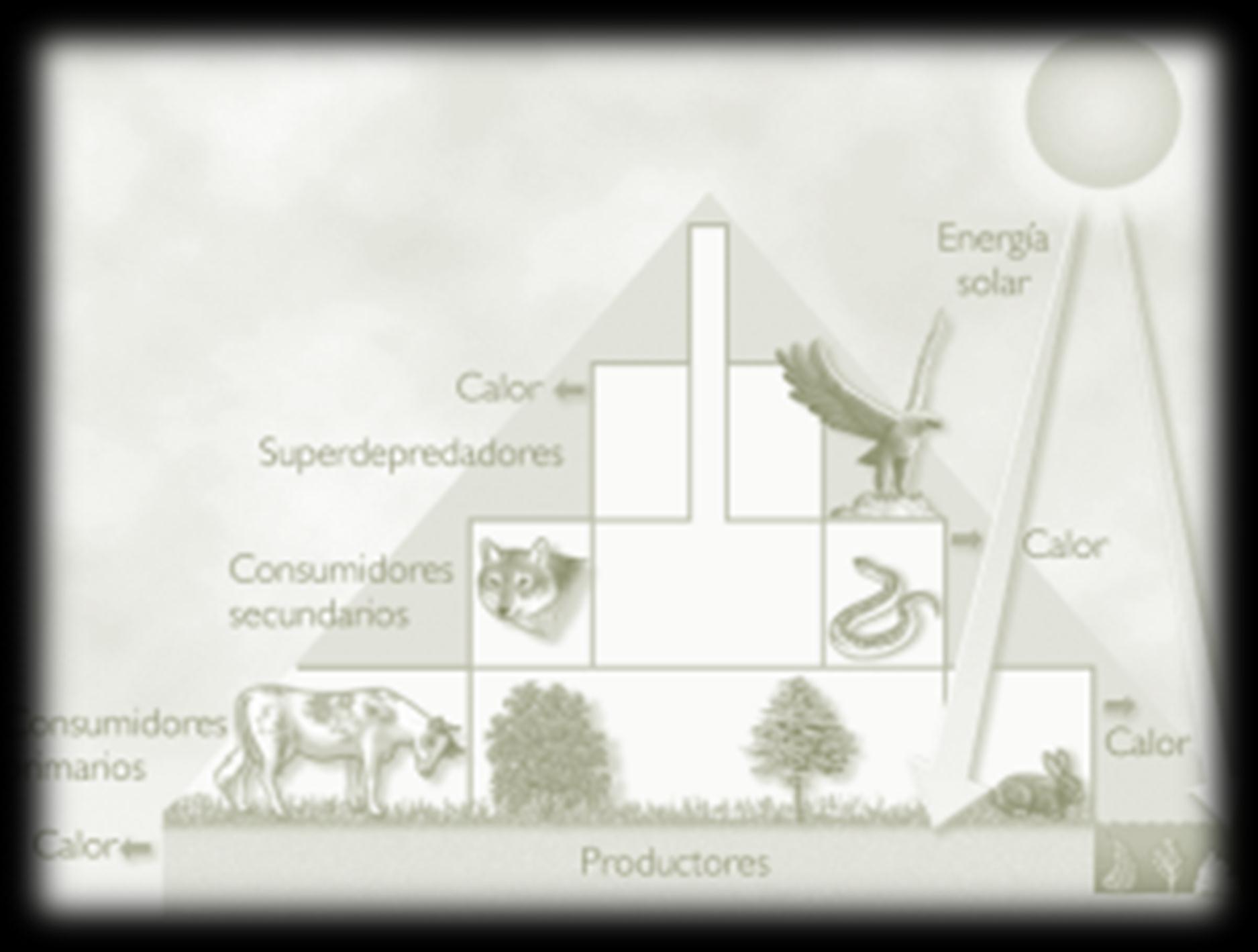 Tipos de Pirâmides Ecológicas Consumidores secundários 40 kcal/m2/ano