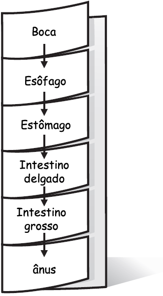 SISTEMA DIGESTÓRIO Defina Peristaltismo Enzimas Enzimas fazem a digestão química. Uma enzima é um tipo de proteína que acelera a velocidade de uma reação química em seu corpo.