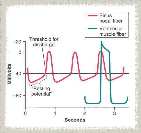 Nó sinusal Nesta figura apresentam-se os potenciais de acção gerados no nó sinusal em três batimentos cardíacos, e por comparação o potencial de acção gerado numa fibra muscular ventricular durante