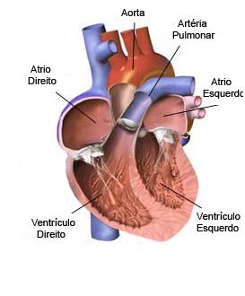 Coração: - órgão oco de paredes musculosas e formato cônico - situado no