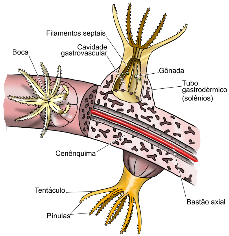 Licenciatura em Ciências USP/Univesp Módulo 3 57 Os pólipos dos octocorais (Octocorallia) possuem oito tentáculos e oito septos na cavidade gastrovascular.