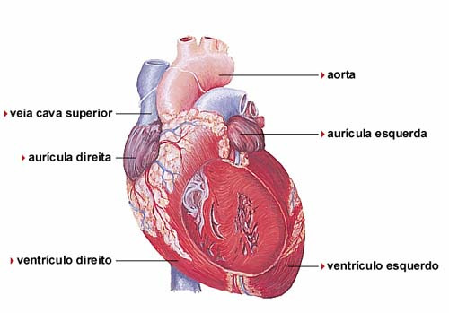 A Figura 4 situa a aorta o coração a qual possui comprimeto e diâmetros médios de 0,05 e 0,025 m, respectivamete. Figura 4 Represetação esquemática dos pricipais orifícios do coração 4.