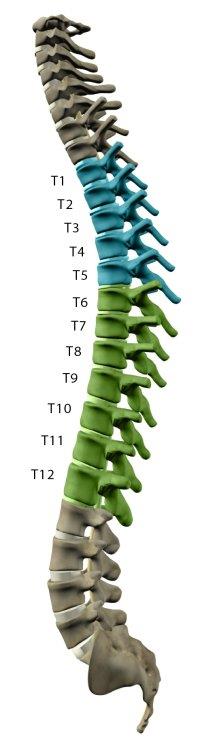 Todas estas alterações e complicações secundárias têm sobre o indivíduo com lesão vertebro medular um forte impacto.