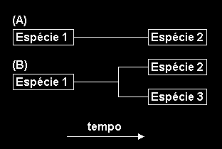 31. (Ufrgs 2000) O esquema abaixo se refere a dois modelos de especiação (A e B). Considere as afirmações abaixo relacionadas ao esquema.