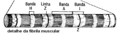 MÚSCULO ESTRIADO ESQUELÉTICO MÚSCULO