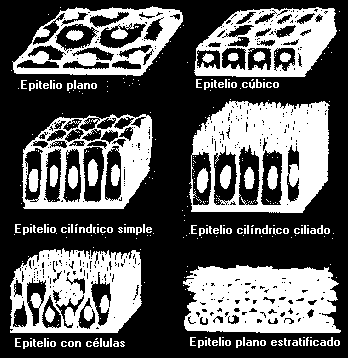 EXEMPLOS DE TECIDO EPITELIAL DE ACORDO