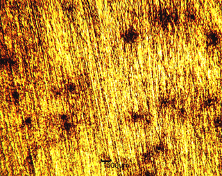 Figura 1 - Morfologia da amostra metálica antes de exposição, 200x de aumento. As amostras de aço carbono expostas durante 10min à 120h em água de rio e água do mar são apresentadas nas Figuras 2 a 5.