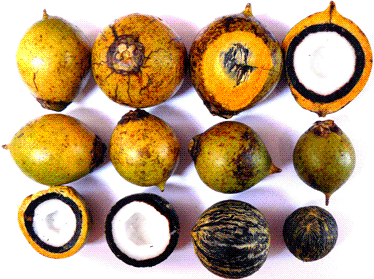 Fonte: Instituto Nacional de Pesquisas da Amazônia INPA. Segundo Prestes (2007), entre as culturas temporárias, pode-se destacar a soja, o amendoim, o girassol, a mamona e a canola.