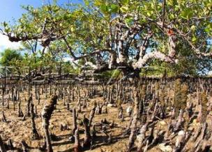 óxidos sulfuroso e nitroso, é contaminada.