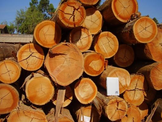 FLORESTAS PLANTADAS PARANÁ / CAMPOS GERAIS TENDÊNCIAS Área 