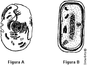 Com relação às bactérias: a) Em qual dos reinos as bactérias se encontram? b) Qual das figuras abaixo (A e B) corresponde a uma célula de bactéria?