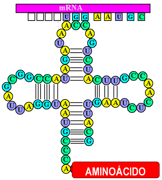 O código genético é praticamente o mesmo para todos os seres vivos é quase universal o que indica uma origem evolutiva comum.