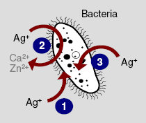 PP/Nanoprata Mecanismo de Ação Rompimento da membrana celular Substituição dos íons Ca 2+ e Zn 2+ Interação com enxofre, oxigênio e nitrogênio de