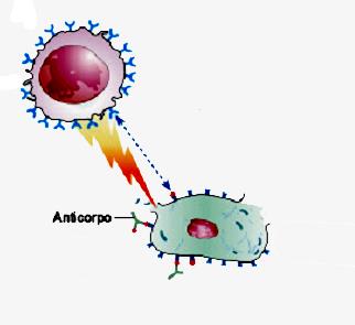 (Interferon) Citocina Estímulo Linfócitos T CD8 Killer Linfóticos T CD8 Killer o Reconhecem células cancerígenas