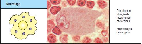 Macrófagos - Monócitos macrófagos imaturos (sangue tecido) - 10 a 15μm de diâmetro com citoplasma granular contendo lisossomos e vacúolos fagocíticos - Funções: ingestão e morte de patógenos;