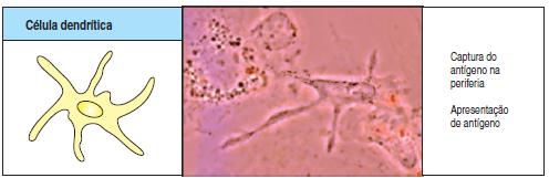 Células dendríticas - São as APCs mais importantes na ativação de células T naive e desempenham grande papel na resposta imune inata as infecções e na ligação entre imunidade inata e adquirida; -