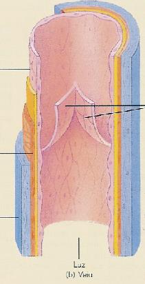 SISTEMA DE COLETA Fibras Colágenas e Elásticas Musculatura Lisa Endotélio Diâmetro