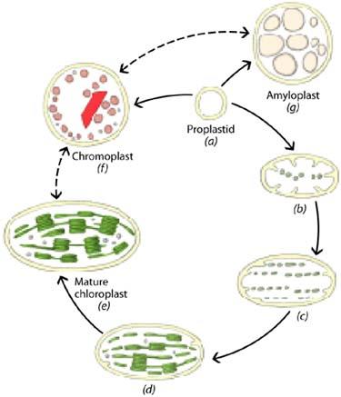 Formação dos plastídios Formas maduras também se interconvertem em outras Cloroplasto em cromoplasto (alterações que