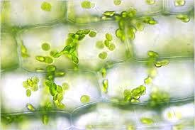 Estrutura do cloroplasto Ocorrem em todas as partes verdes das plantas, principalmente folhas; Mais complexo dentre todos os plastídios; Sistema de membranas