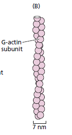 Microfilamentos Citoesqueleto São sólidos, com diâmetros de 7nm Actina globular ou actina-g Consiste de duas cadeias de subunidades de actina
