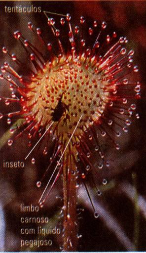 Tipos de Nastismos Tigmonastismo: São movimentos característicos dos tentáculos das folhas de Drosera devido ao contato de um inseto.