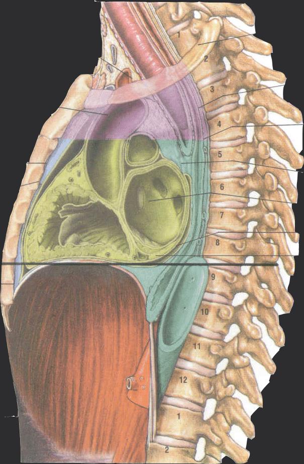 Anatomia