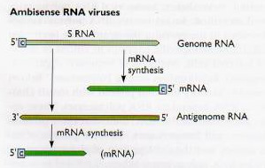 Estrutura e organização do genoma do Hepadnavirus.