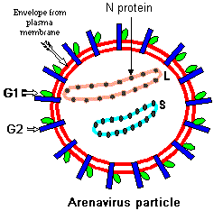 Evolução vírus da Hepatiteum retrovírus a DNA!