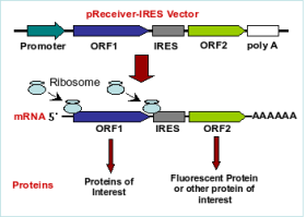 Uso Biotecnológico do IRES: Como sintetizar duas