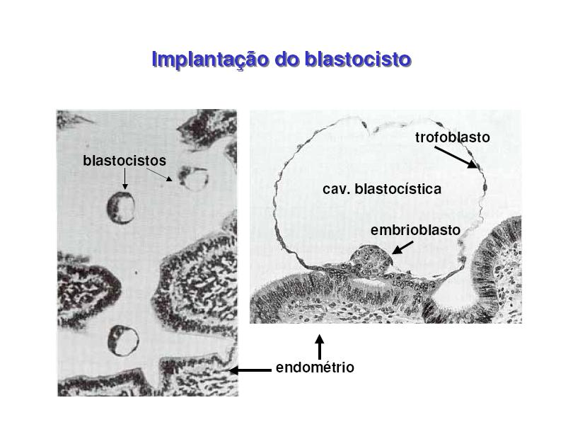 EMBRIONÁRIOS Prof. Dr.