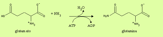 Vegetais praticamente não oxidam os aminoácidos e portanto não necessitam de eliminar amônio.