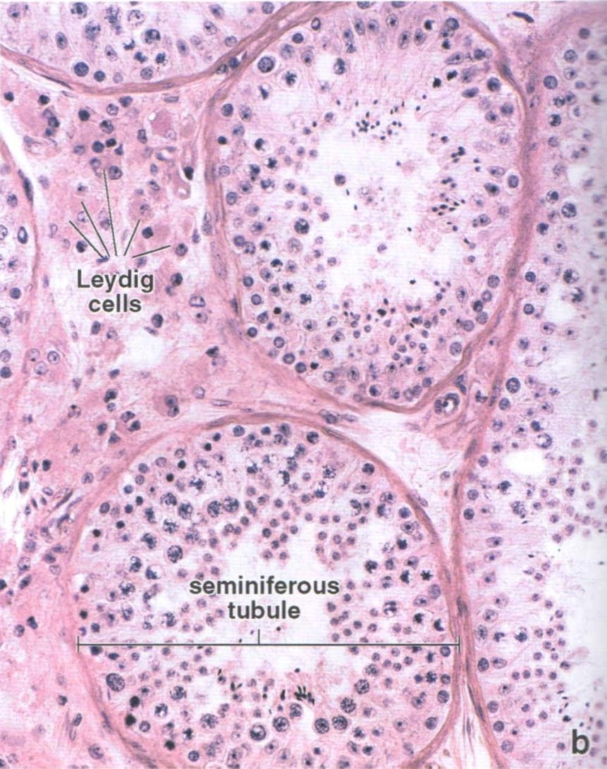 Epitélio germinativo Lâmina basal Conjuntivo