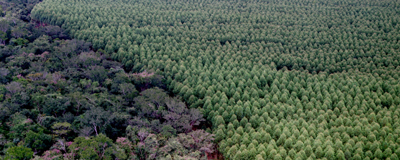 CRESCIMENTO DO SETOR FLORESTAL NO BRASIL Rubens