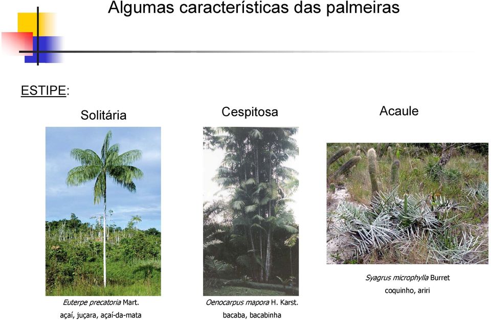açaí, juçara, açaí-da-mata Oenocarpus mapora H. Karst.