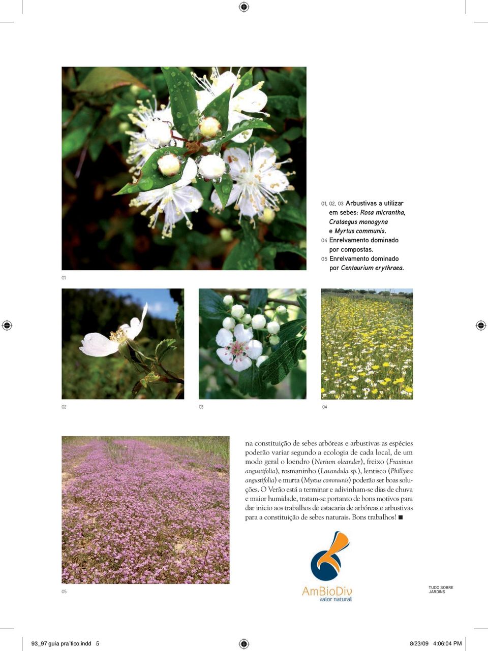rosmaninho (Lavandula sp.), lentisco (Phillyrea angustifolia) e murta (Myrtus communis) poderão ser boas soluções.