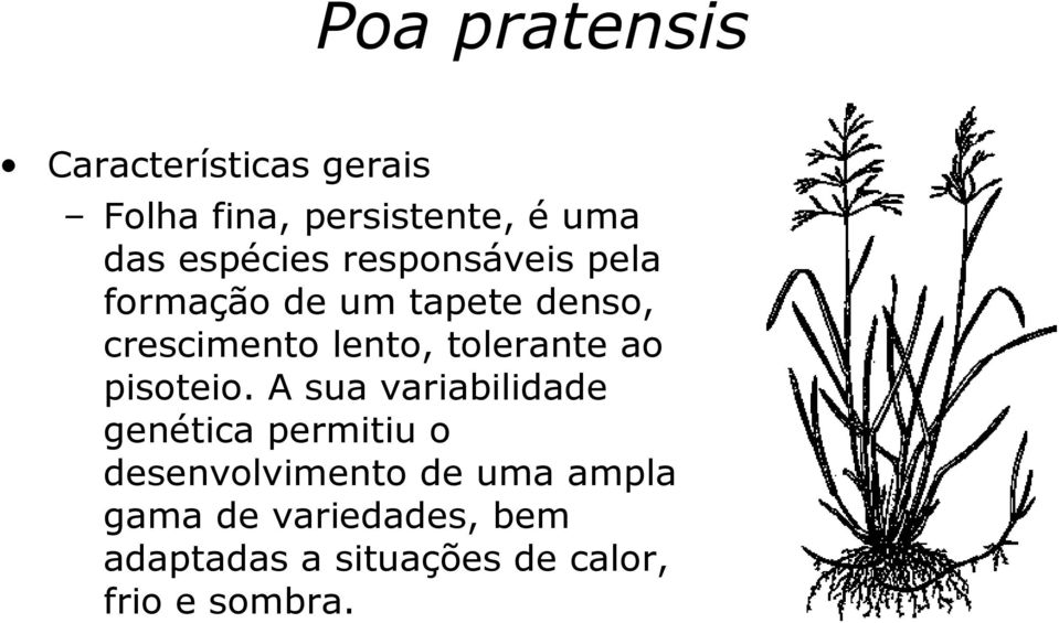 tolerante ao pisoteio.