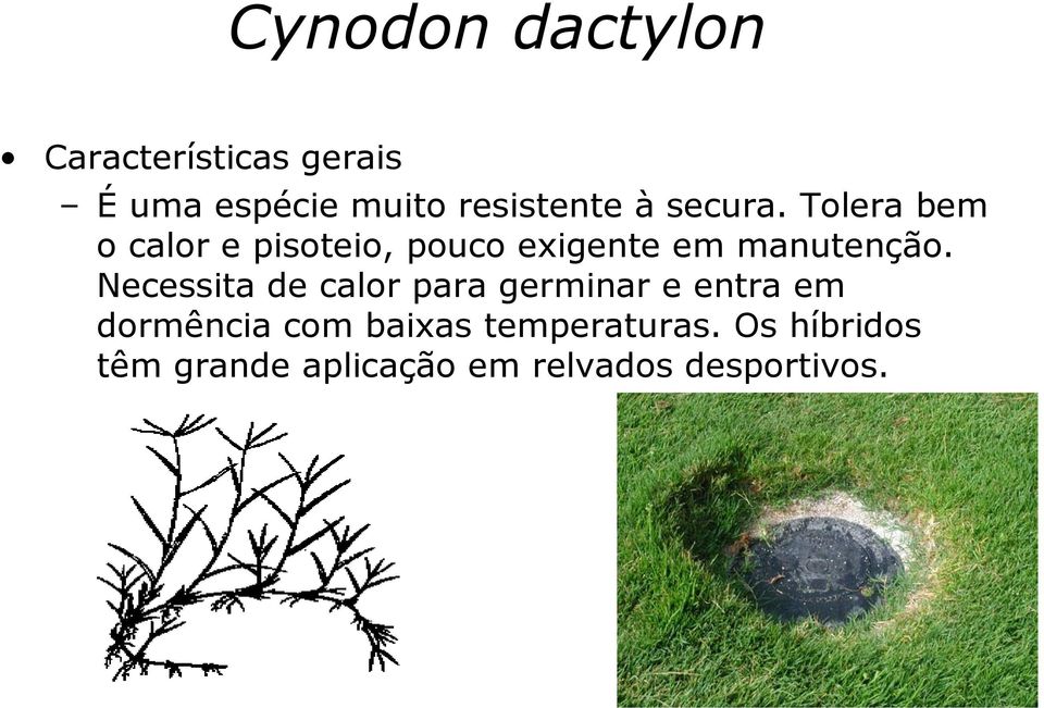 Tolera bem o calor e pisoteio, pouco exigente em manutenção.