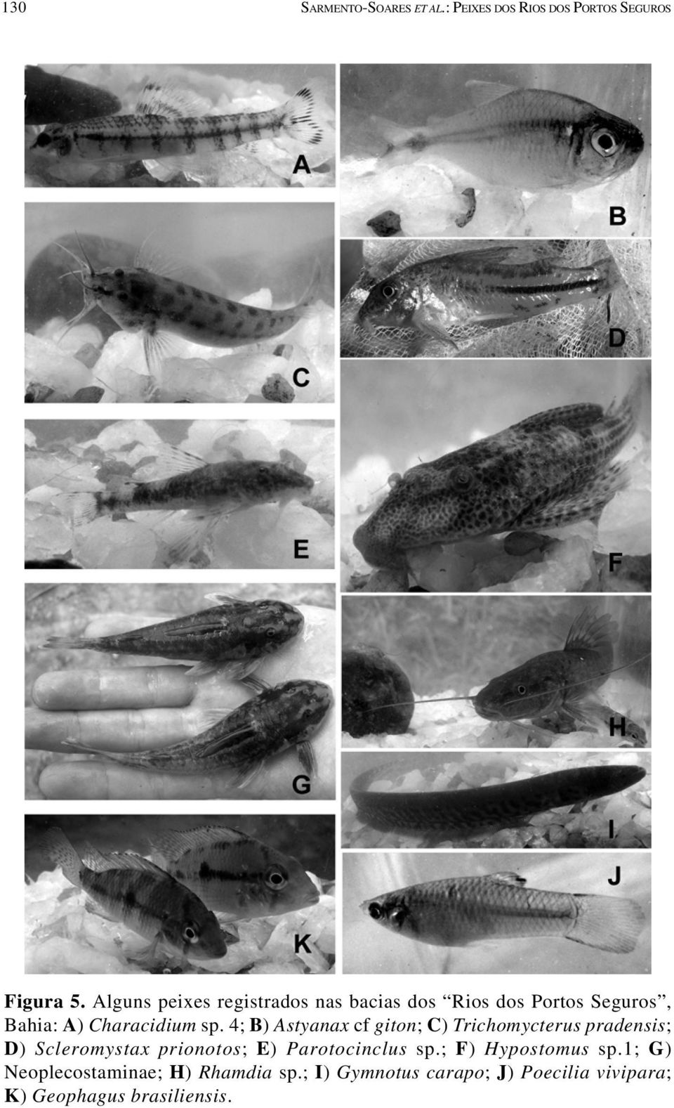 4; B) Astyanax cf giton; C) Trichomycterus pradensis; D) Scleromystax prionotos; E) Parotocinclus