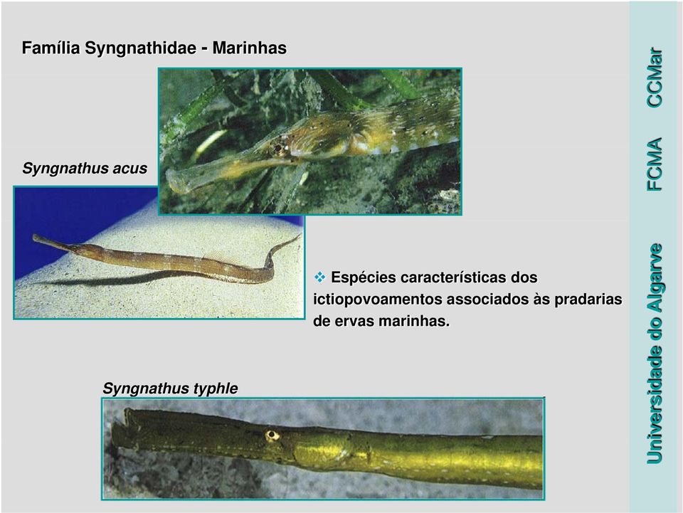 características dos ictiopovoamentos t