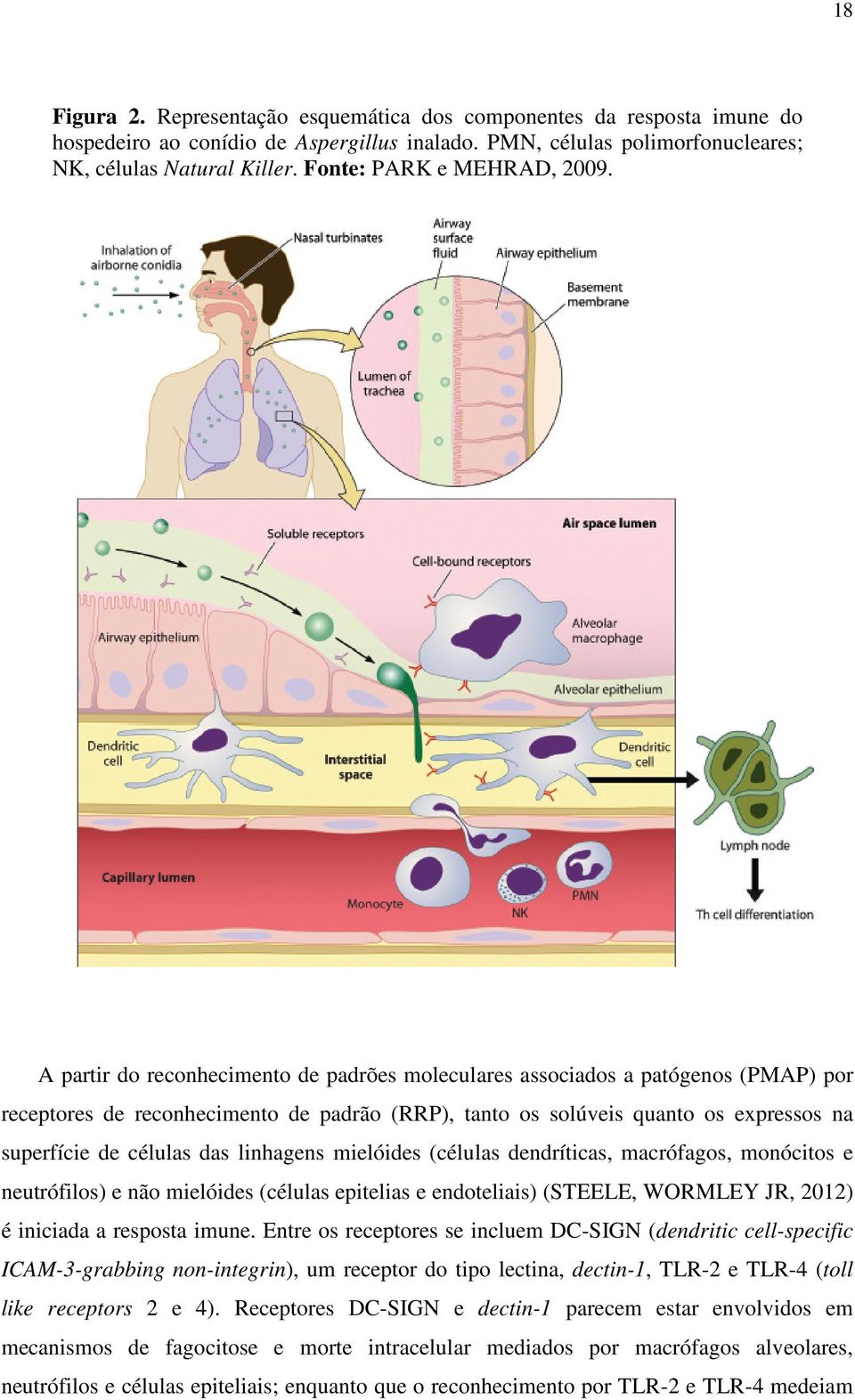 A partir do reconhecimento de padrões moleculares associados a patógenos (PMAP) por receptores de reconhecimento de padrão (RRP), tanto os solúveis quanto os expressos na superfície de células das