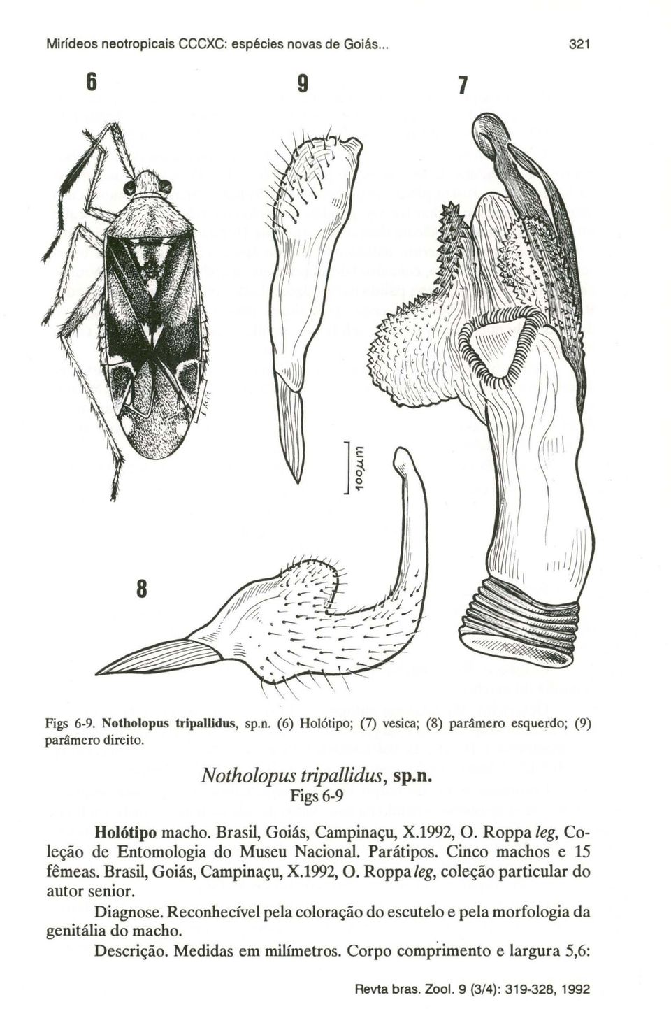 Cinco machos e 15 fêmeas. Brasil, Goiás, Campinaçu, X.I992, O. Roppa leg, coleção particular do autor senior. Diagnose.