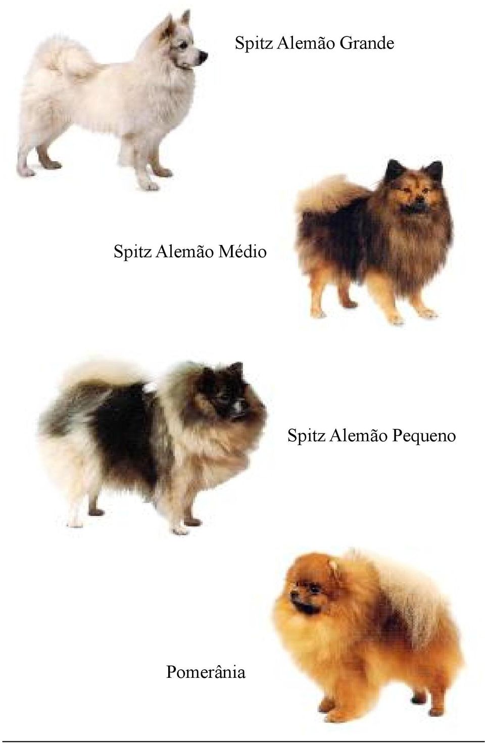 Pequeno Pomerânia