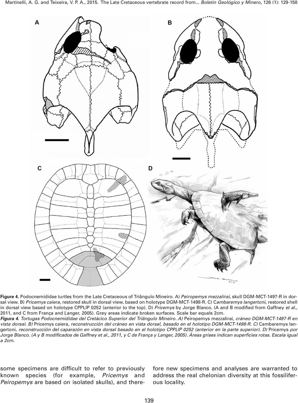 D) Pricemys by Jorge Blanco. (A and B modified from Gaffney et al., 2011, and C from França and Langer, 2005). Grey areas indicate broken surfaces. Scale bar equals 2cm. Figura 4.